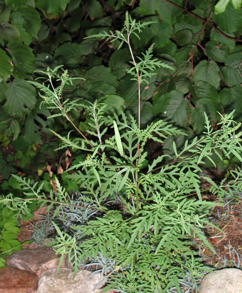 4876672363_838_ambrosia_artemisiifolia_10444.jpg